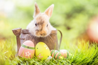 Ostern-Ostereier-Hase.jpeg